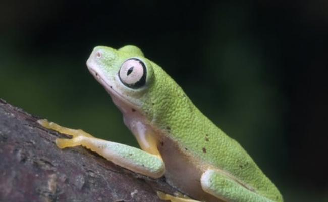 马达加斯加树蛙属极危物种。