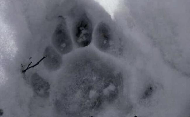 雪地上有疑似东北虎留下的明显脚印。