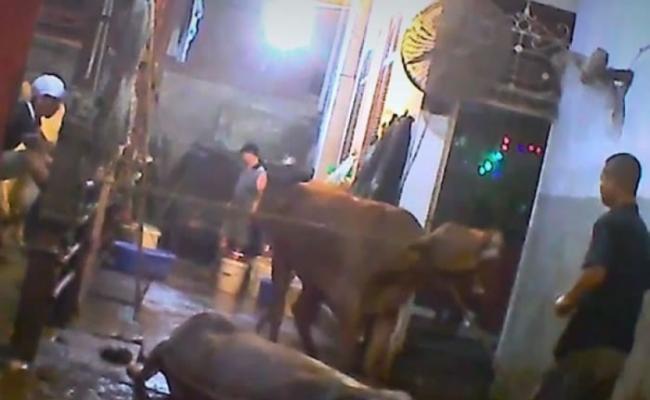 澳洲动物保护组织揭露越南屠夫大锤虐杀活牛