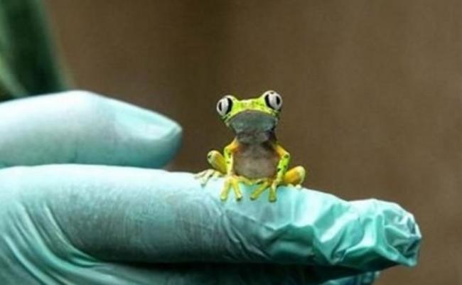马达加斯加树蛙大多生长在哥斯达黎加和巴拿马的雨林内。