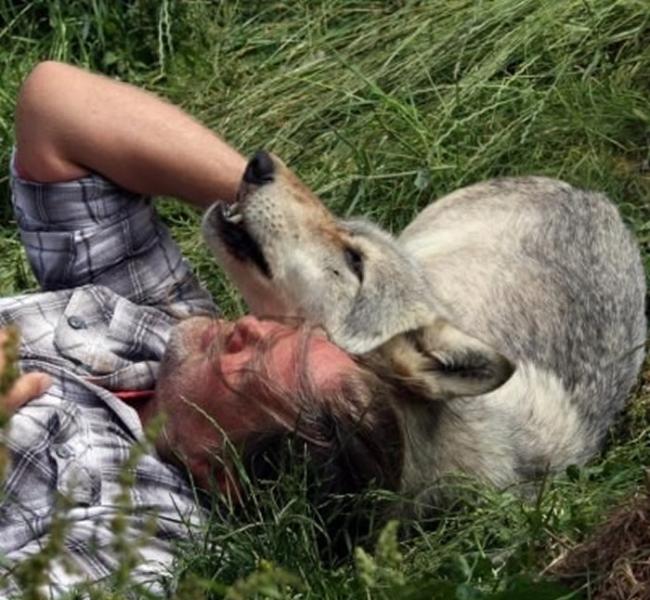 灰狼头靠在肖恩身上，2人一起躺在草地上玩耍。