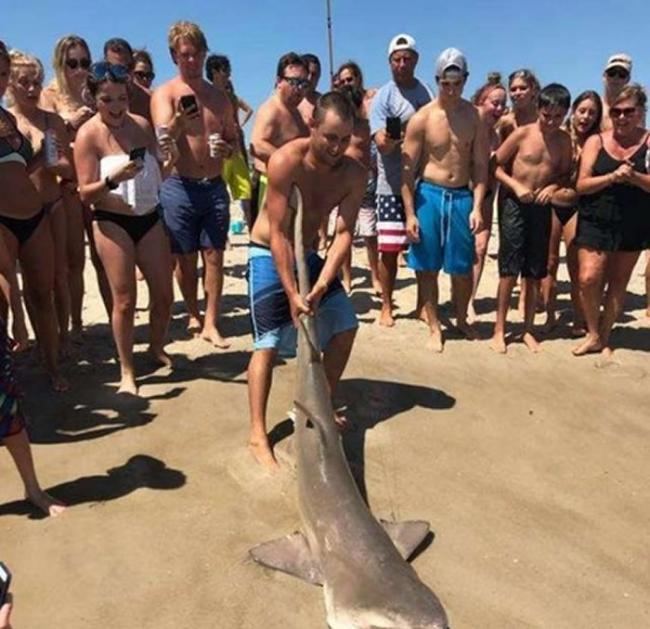 美国纽约长岛南岸海滩男子捕获野生沙虎鲨 直接拖上岸