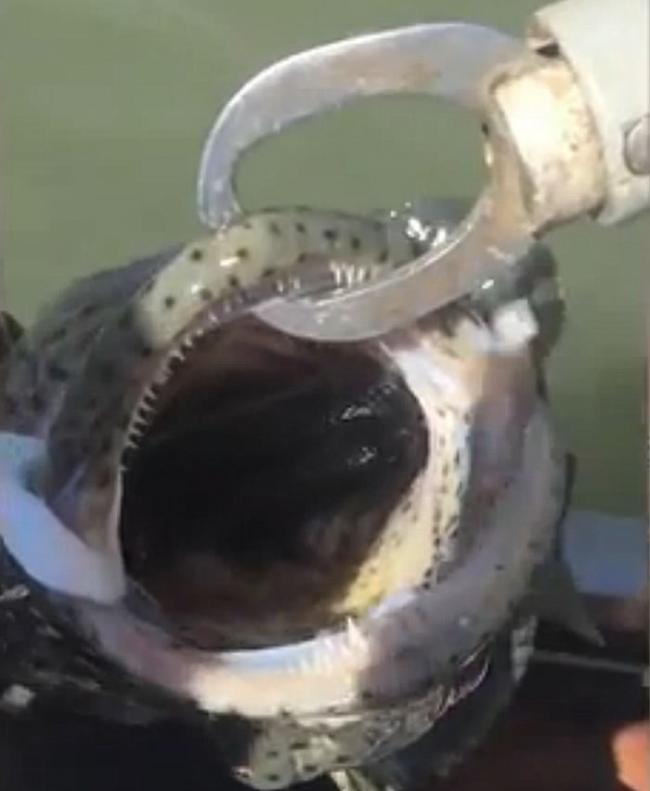 澳洲男子钓到石斑鱼发现鱼嘴中居然有一条蛇 最后双双放生
