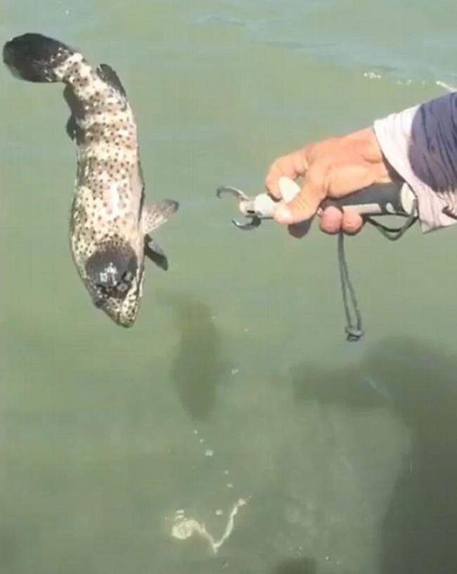 澳洲男子钓到石斑鱼发现鱼嘴中居然有一条蛇，最后双双放生