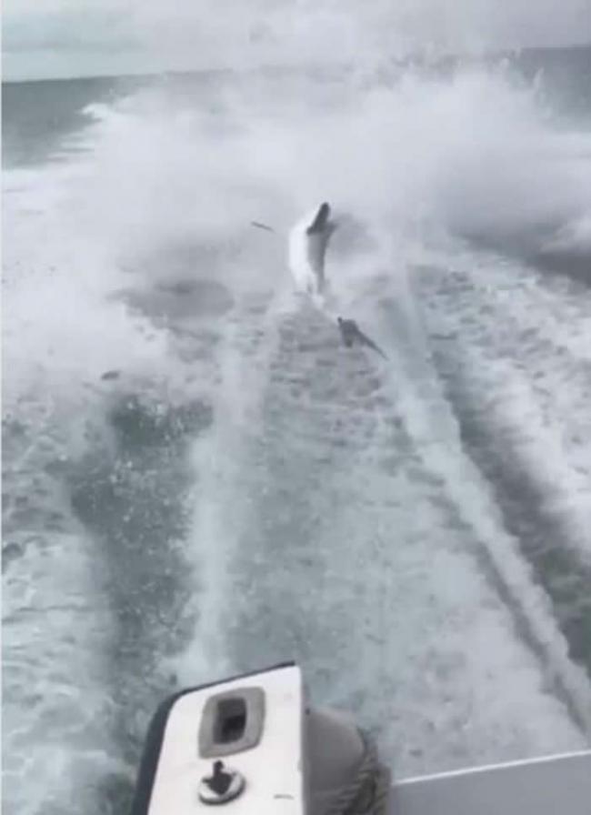 美国佛罗里达州有人驾船高速拖行鲨鱼引网民震怒