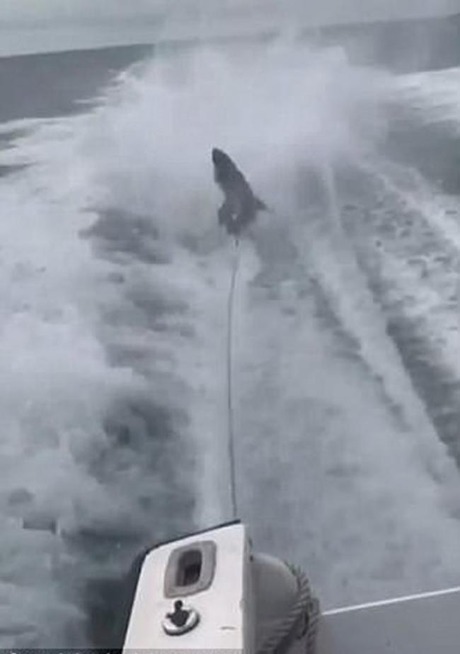 美国佛罗里达州有人驾船高速拖行鲨鱼引网民震怒