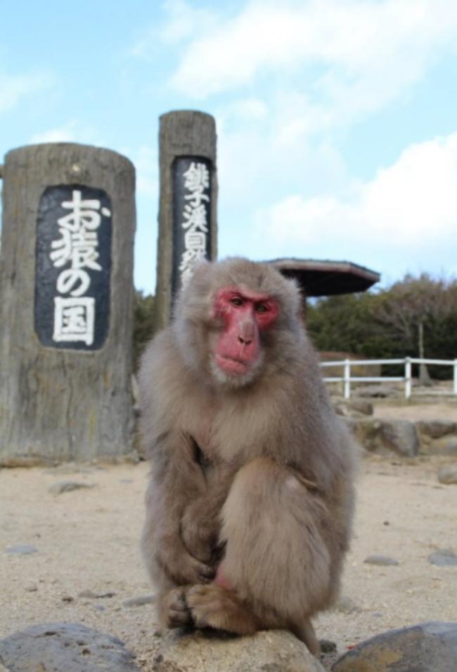 大数量的日本猕猴挤在一起并不多见。