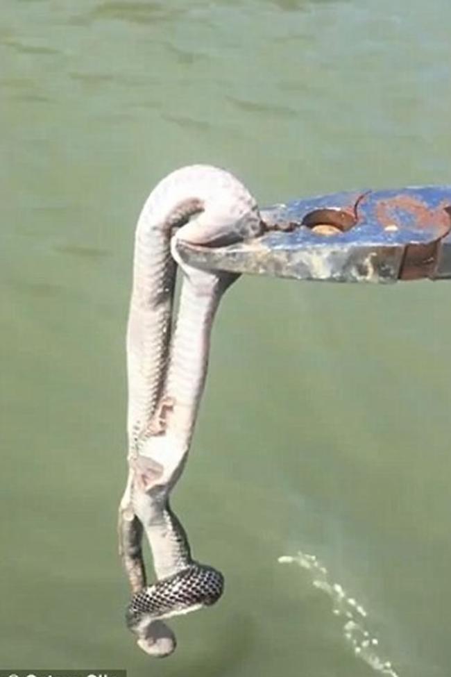 澳洲男子钓到石斑鱼发现鱼嘴中居然有一条蛇，最后双双放生