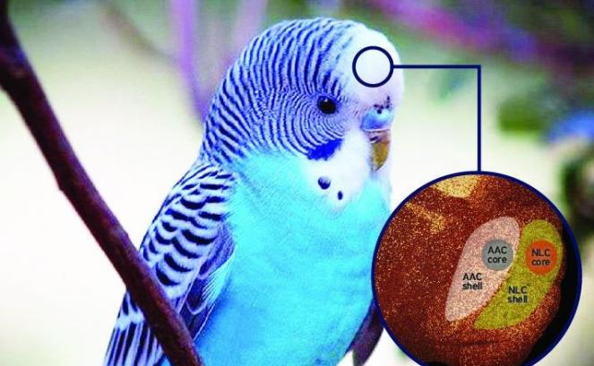 研究指鹦鹉的脑部结构跟其他鸟类大不相同，令它们学习和模仿声音的能力大大提高。