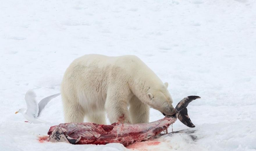挪威科学家首见北极熊吃海豚