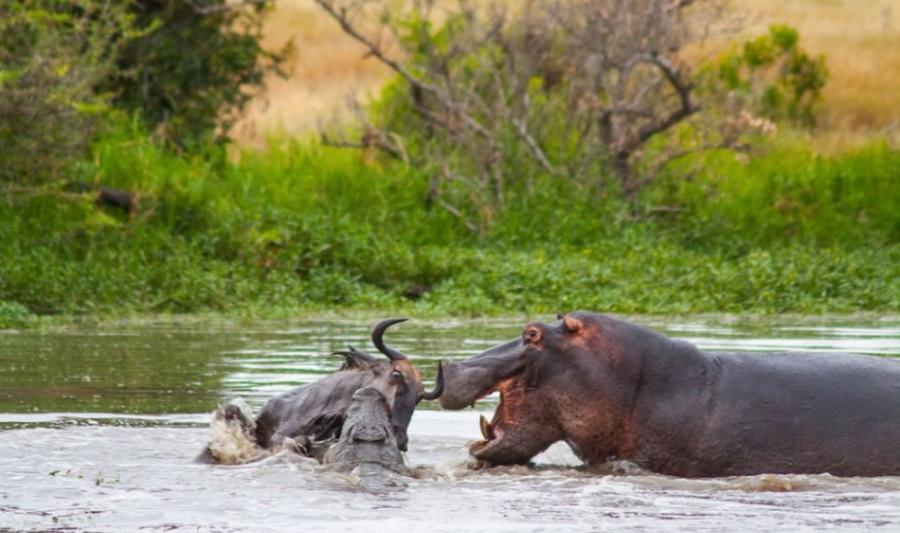 河中的一头河马突然冲出水面加入战斗，导致牛羚的处境更为糟糕。