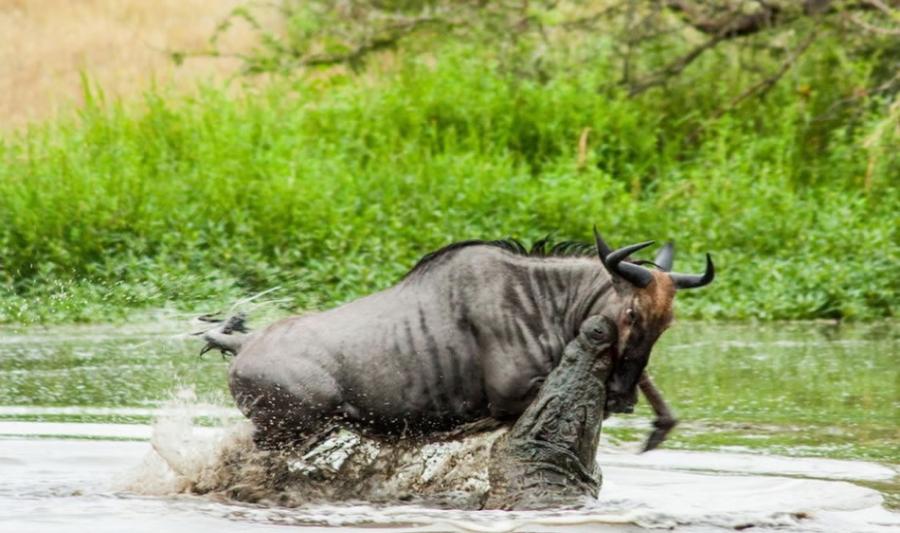 一只牛羚来到河边饮水，一条鳄鱼悄悄逼近，对毫无准备的牛羚发动突袭。