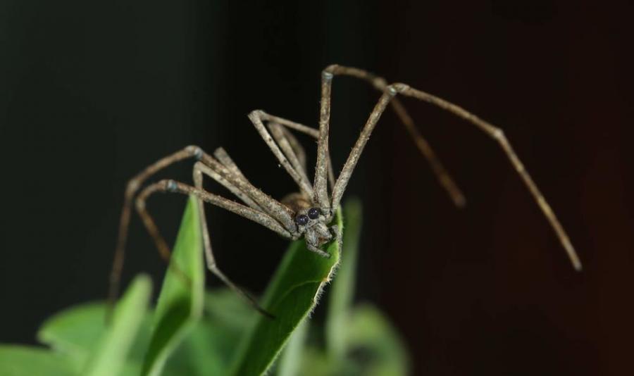 鬼面蛛属的新成员。这种蜘蛛具有两个大眼睛（和很多小眼睛），能利用步足上挂着的网进行捕猎。