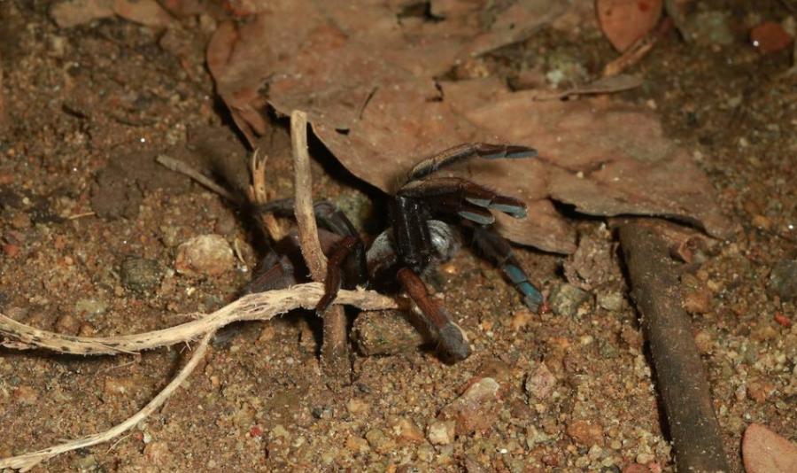 这种新的捕鸟蛛躲在地下的洞穴中，在脚上长有彩虹般的标记。