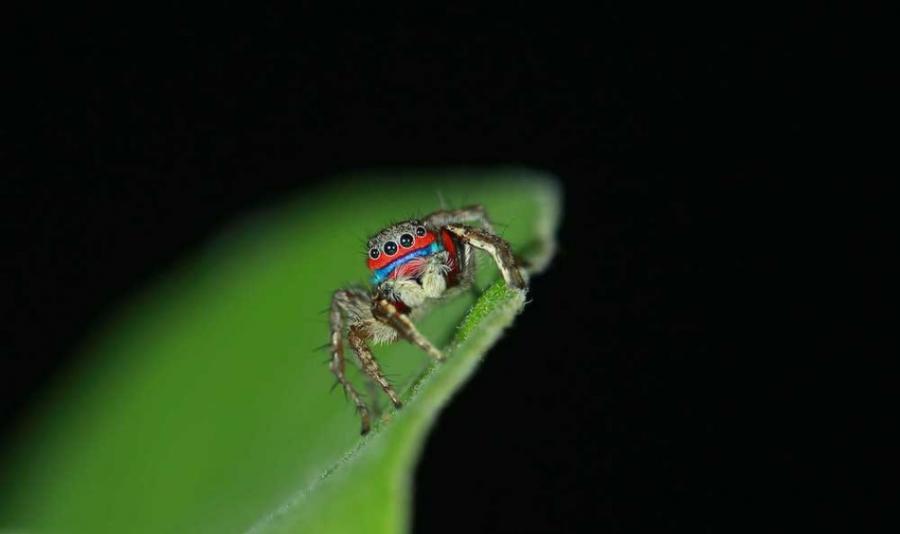 目前发现的颜色最鲜艳的新种。这一Stenaelurillus属蜘蛛看起来似乎长了一道时髦的蓝色胡子。