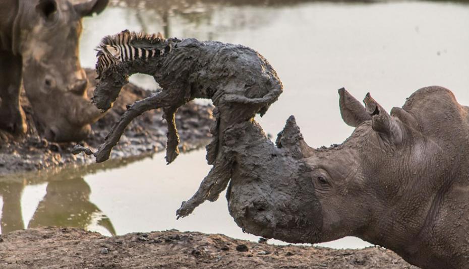 尽管从泥潭中脱离出来了，小斑马几乎被犀牛的突然行动顶飞。