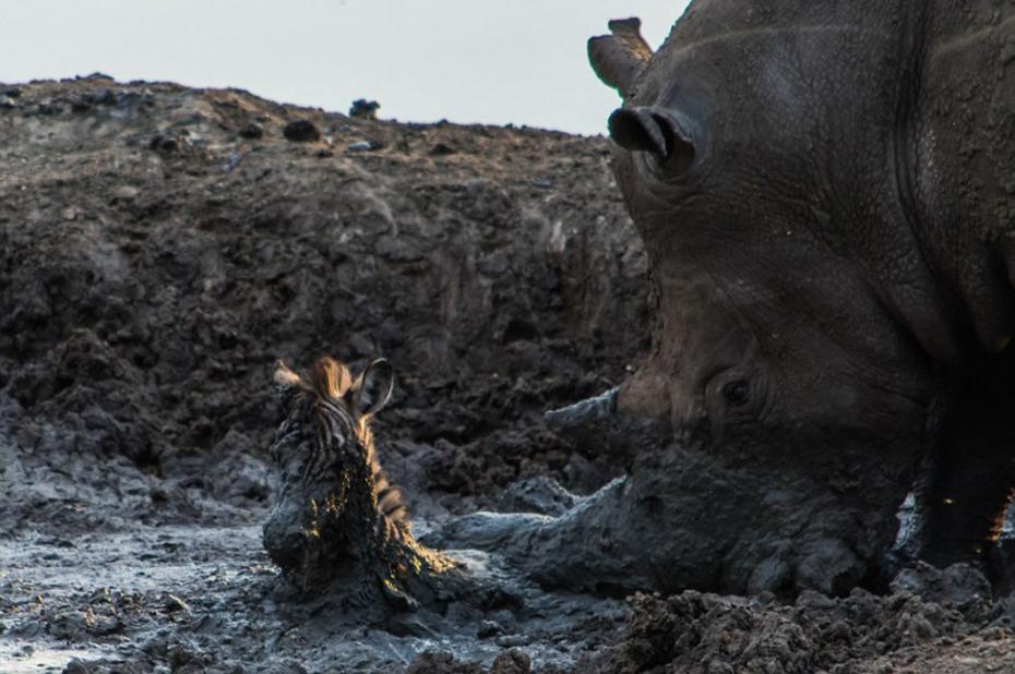 南非马蒂克维野生保护区内一匹小斑马深陷泥潭，危在旦夕。
