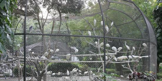 印尼苏腊巴亚动物园150多只鹈鹕被塞进一个笼子里