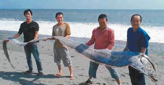 台湾钓友钓上五米长的皇带鱼（地震鱼）