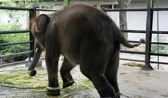 印尼苏腊巴亚动物园一头小象三条腿都被戴上镣铐