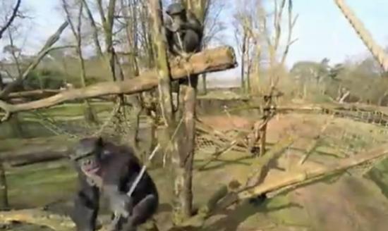 猩猩爬上树干，手拿树枝击落“无人机”。