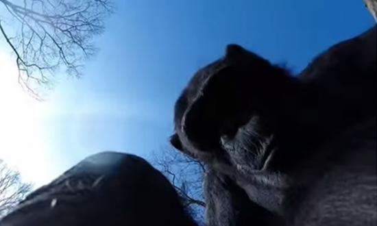 猩猩对无人机显得好奇十足，不停拨弄无人机镜头。