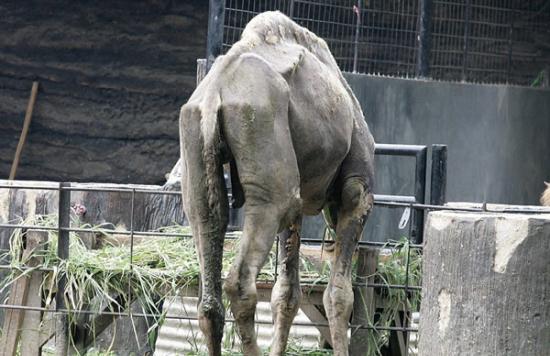 印尼苏腊巴亚动物园一头骆驼饿得只剩皮包骨