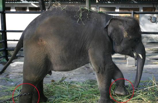 印尼苏腊巴亚动物园一头小象两条腿被戴上镣铐。