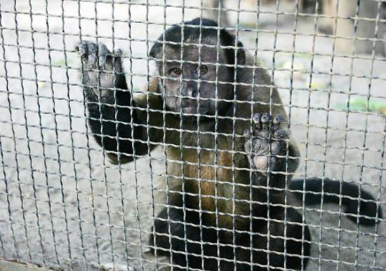 印尼苏腊巴亚动物园一只卷尾猴眼泪汪汪，好像祈求被释放。