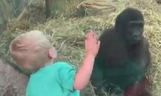 丘特离开时与大猩猩说再见。