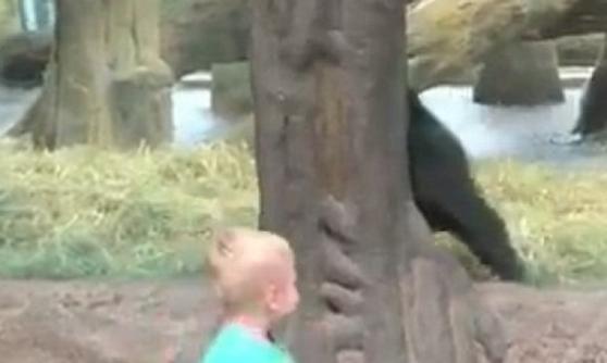 树干未能完全遮盖大猩猩的身体，丘特看到后不禁笑了出来。