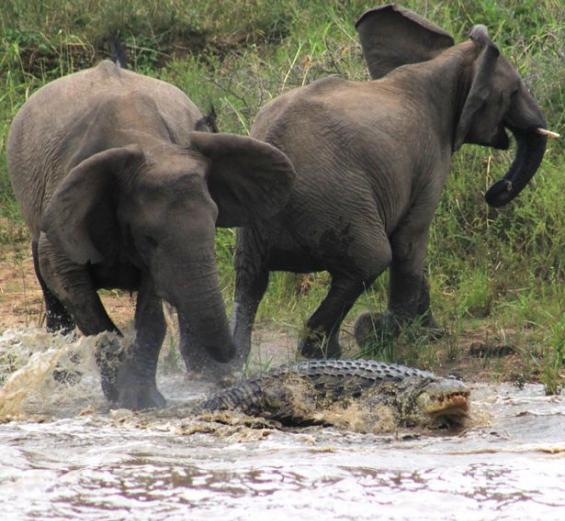 南非一只鳄鱼趁大象落单在河边喝水时咬住象鼻 却反遭2只大象围殴