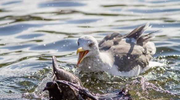 英国伦敦海鸥猎食鸽子