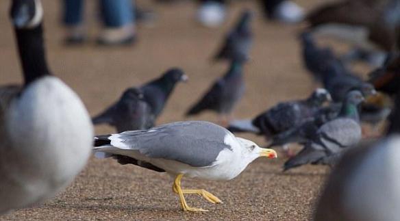 英国伦敦海鸥猎食鸽子