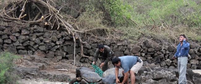 环保人士在加拉帕哥斯群岛捕获两只同“孤独的乔治”存在关联的陆龟