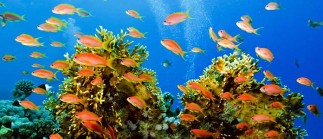 阿联酋将在沿岸打造全球最大的人造珊瑚礁