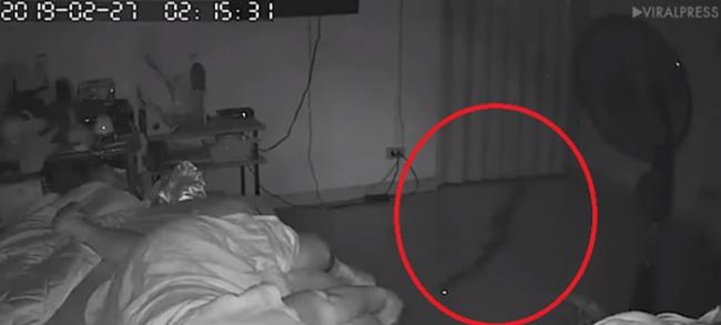 睡梦中痛醒！泰国大蟒蛇晚上滑进房里咬住75岁老妇小腿