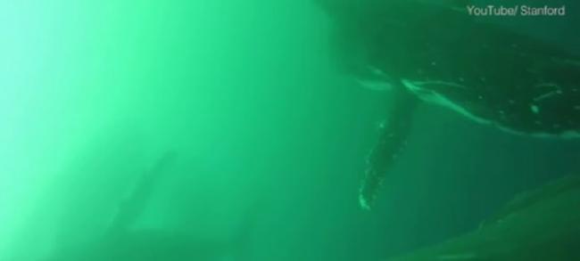 美国史丹福大学研究人员首次拍到罕见片段：座头鲸如企鹅般拍动前鳍潜泳