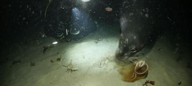 美国加州蒙特雷湾海底八爪鱼捕螃蟹 海豹在后