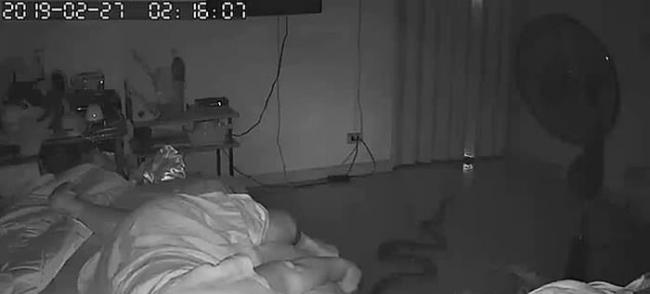 睡梦中痛醒！泰国大蟒蛇晚上滑进房里咬住75岁老妇小腿