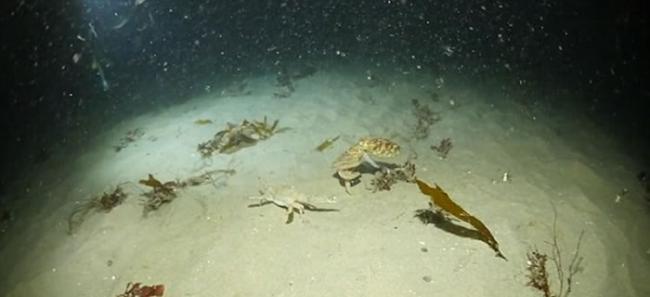 美国加州蒙特雷湾海底八爪鱼捕螃蟹 海豹在后