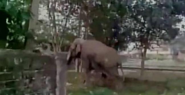 一只大象被洪水从印度冲到孟加拉 路程长达1000公里