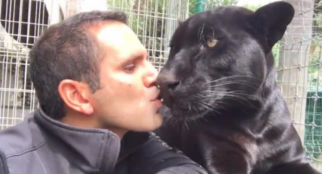 国际救援组织“黑豹白虎基金会”创办人Eduardo Serio养了一只帅气黑豹
