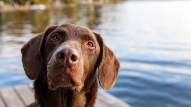 在缅因州中部，一只巧克力色拉不拉多犬专注地坐在码头上。狗对于人类的话语与说话时的声调非常敏锐。 PHOTOGRAPH BY HANNELE LAHTI, NAT