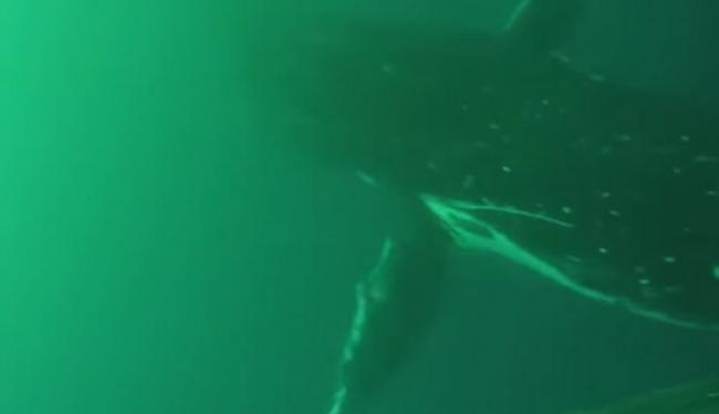 美国史丹福大学研究人员首次拍到罕见片段：座头鲸如企鹅般拍动前鳍潜泳