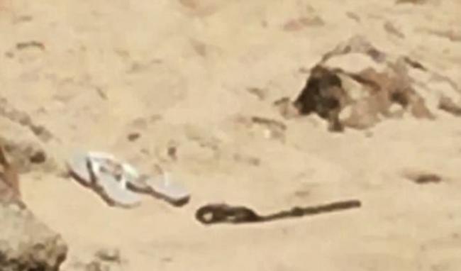 澳洲毒蛇难忍热天 沙滩毛巾底下乘凉