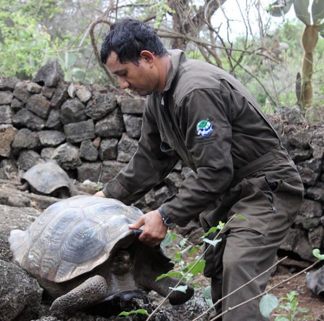 环保人士在加拉帕哥斯群岛捕获两只同“孤独的乔治”存在关联的陆龟