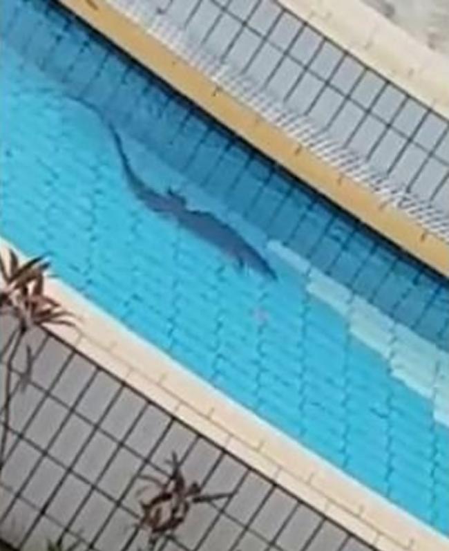 圆鼻巨蜥在新加坡裕廊东游泳池悠哉玩耍