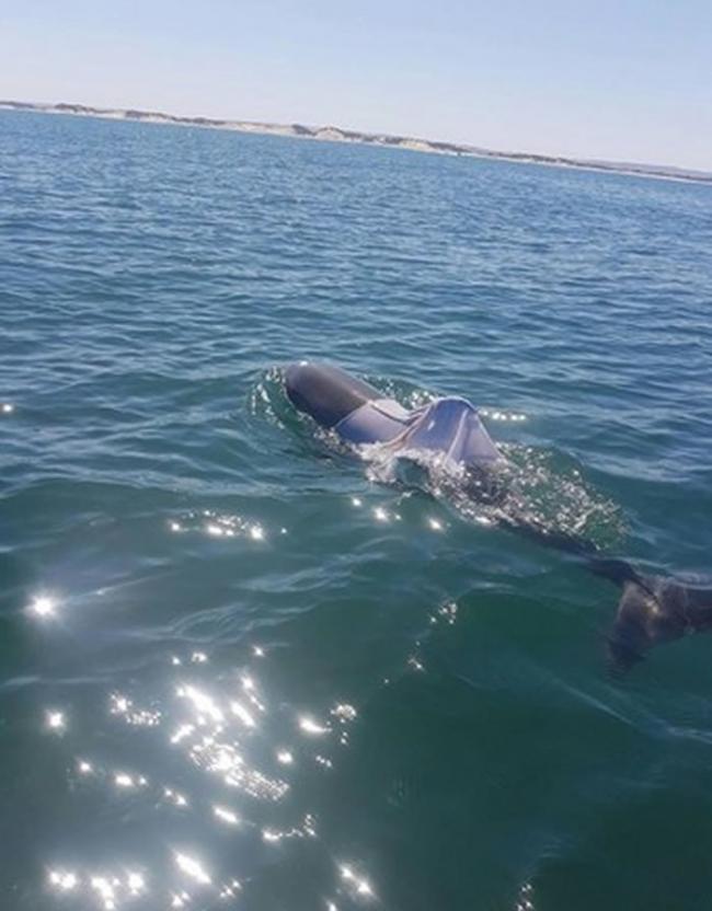 澳洲宽吻海豚被穿蓝色T恤 气孔恐随时被遮住窒息