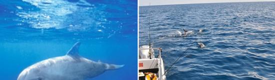 英国威尔士海域一群钓鱼爱好者偶遇数十条海豚